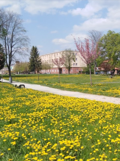 Park plný púpav