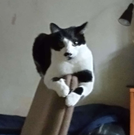 Fotka