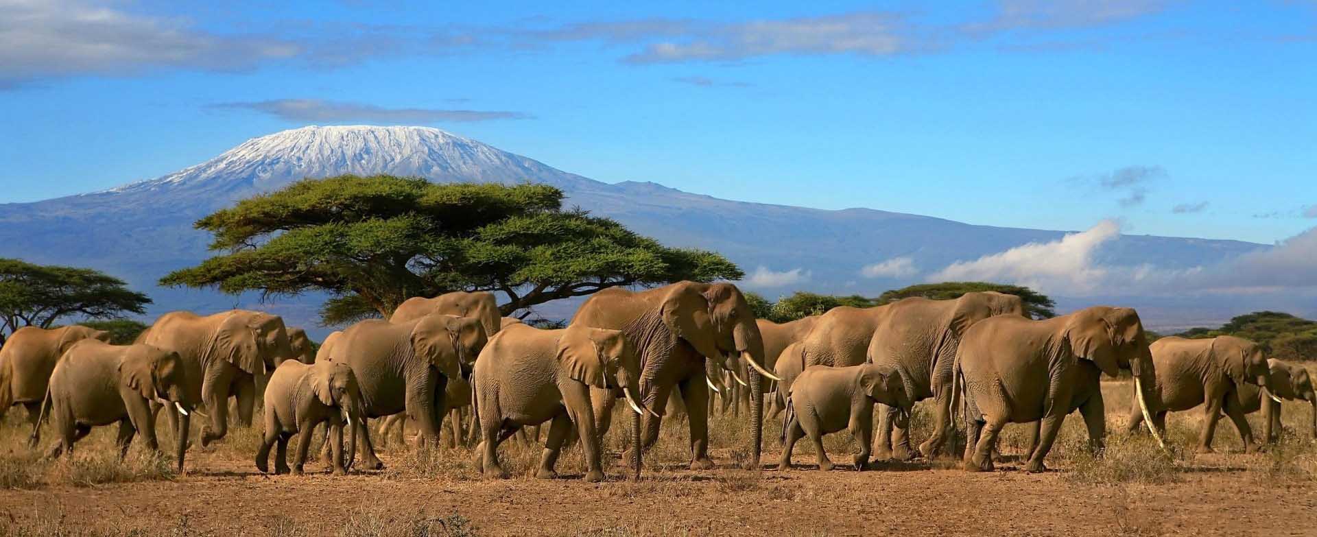 Safari v Masai Mara, Keňa, zobrazenie slonov, levov a ďalších zvierat v divočine