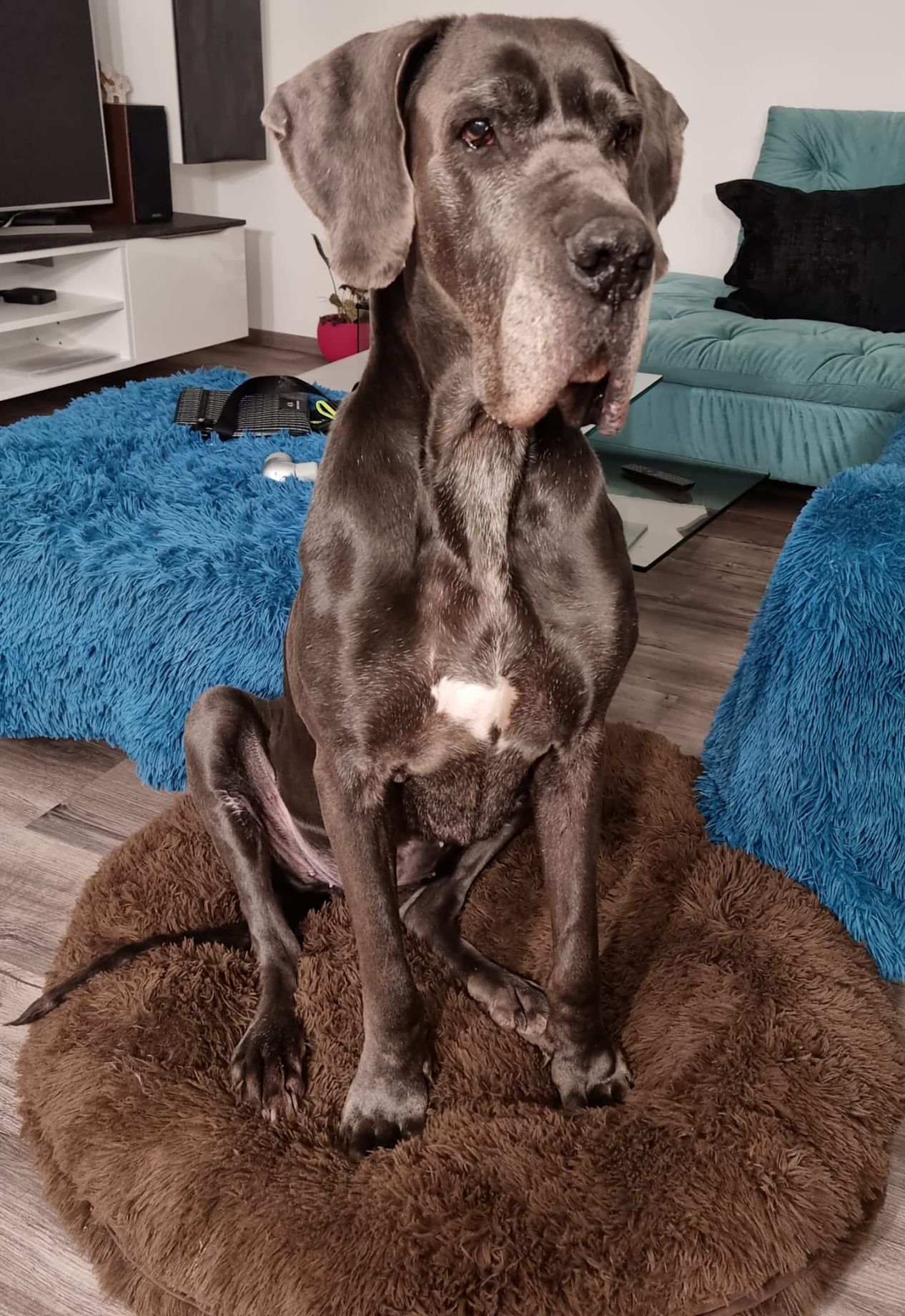 Obrázok nemeckej Dogy sediacej na pelechu