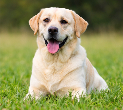 Labrador Labrador