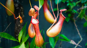 Nepenthes