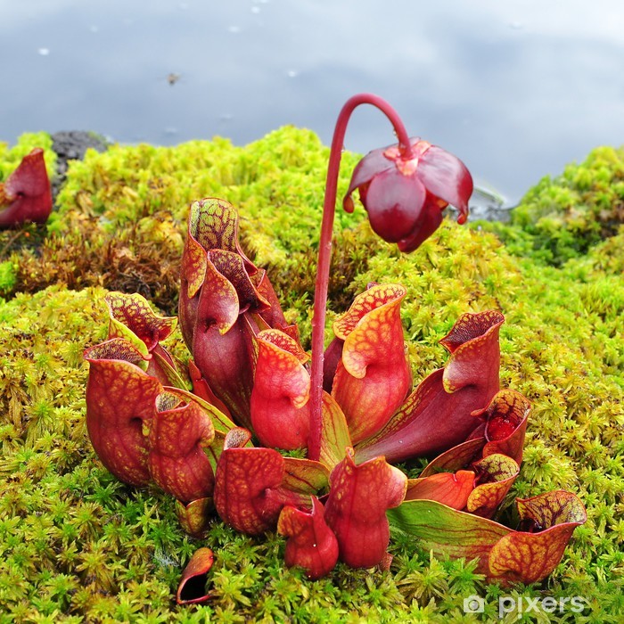 Saracénia purpurea