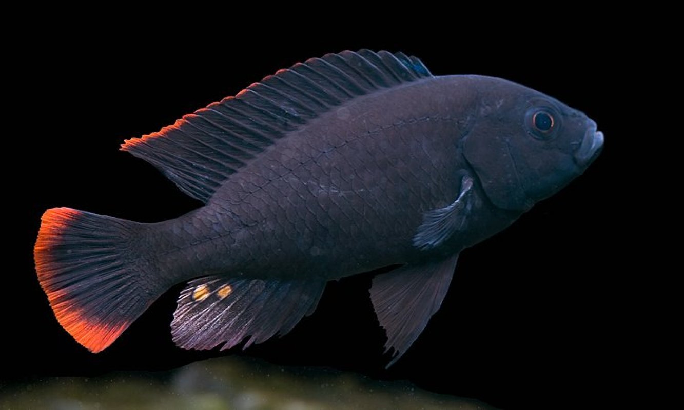 Cichlidy