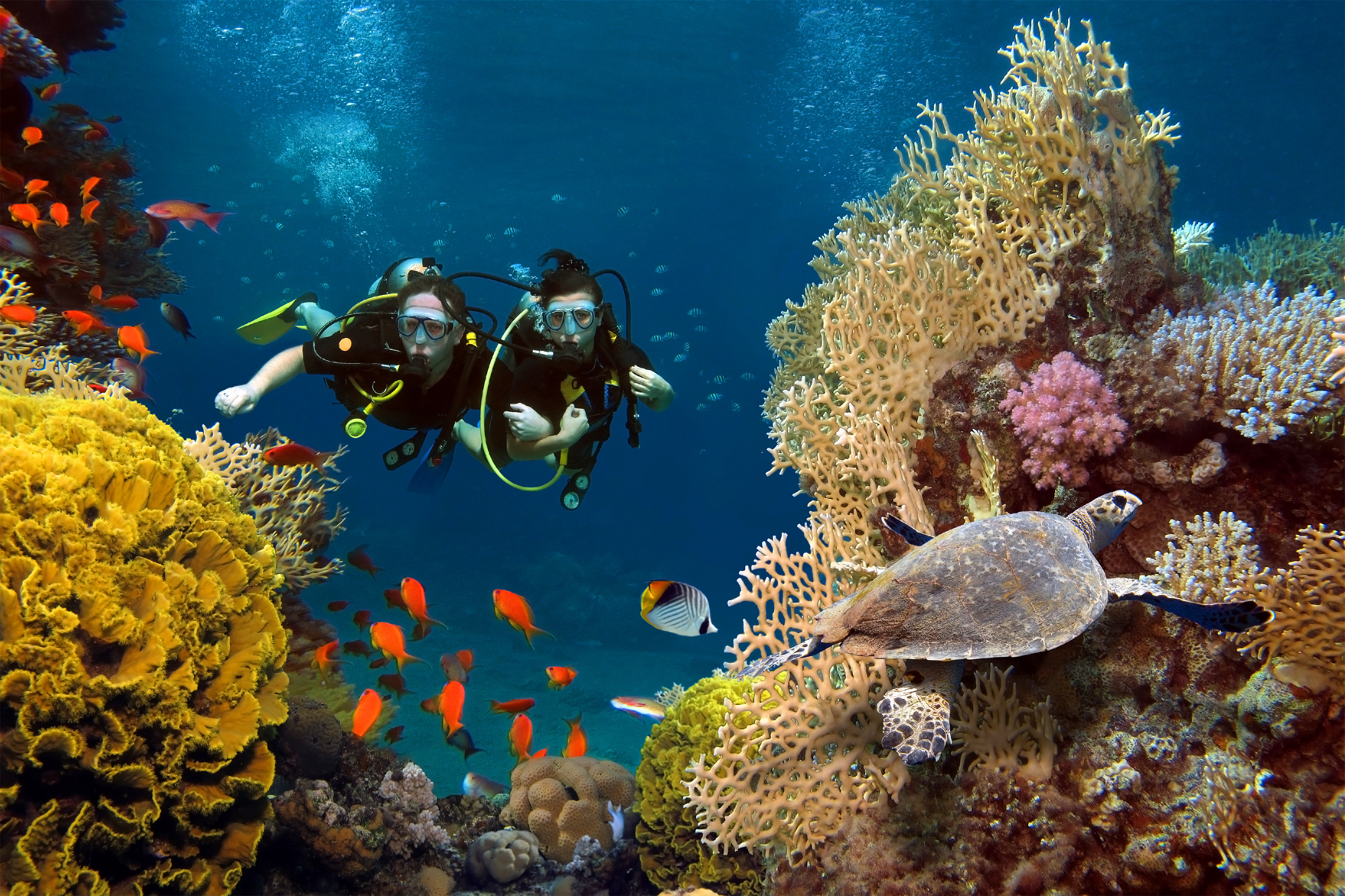 Diving 1